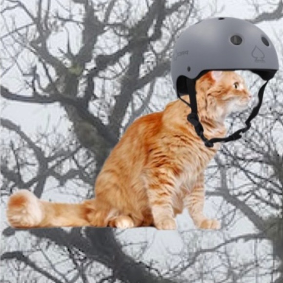 catapultusa